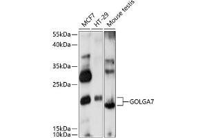 Western blot analysis of extracts of various cell lines, using GOLG antibody (ABIN7267497) at 1:1000 dilution. (Golgin A7 anticorps  (AA 1-134))