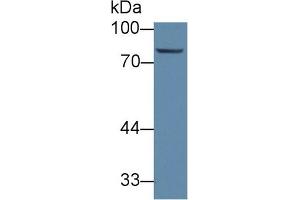 Detection of ABCB10 in Porcine Liver lysate using Polyclonal Antibody to ATP Binding Cassette Transporter B10 (ABCB10) (ABCB10 anticorps  (AA 492-738))