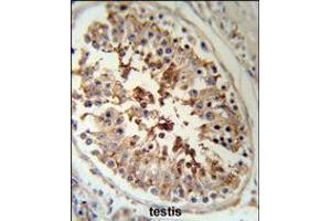 SERPINH1 Antibody (RB18952) IHC analysis in formalin fixed and paraffin embedded human testis tissue followed by peroxidase conjugation of the secondary antibody and DAB staining. (SERPINH1 anticorps  (AA 169-196))