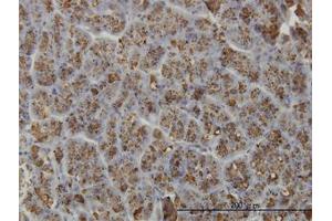 Image no. 1 for anti-Elastase 3A (ELA3A) (AA 16-271) antibody (ABIN599118) (Elastase 3A anticorps  (AA 16-271))