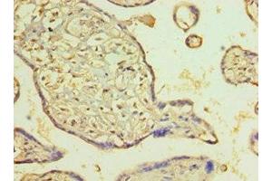 Immunohistochemistry of paraffin-embedded human placenta tissue using ABIN7162721 at dilution of 1:100