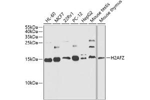 Western blot analysis of extracts of various cell lines, using Histone H2A. (Histone H2A anticorps  (AA 1-128))