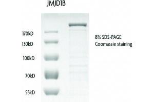 Recombinant JMJD1B / KDM3B protein gel.