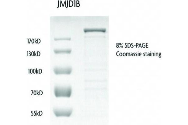 KDM3B Protein (DYKDDDDK Tag)