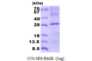 Image no. 1 for Golgi SNAP Receptor Complex Member 2 (GOSR2) (AA 1-190) protein (His tag) (ABIN6387147)