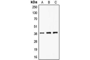 Western blot analysis of CLNS1A expression in A549 (A), K562 (B), Jurkat (C) whole cell lysates. (CLNS1A anticorps  (C-Term))