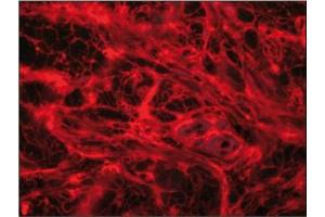 Immunofluorescence image of Myostatin in paraffn section of human finger pad. (MSTN anticorps)