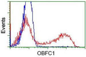 HEK293T cells transfected with either RC200778 overexpress plasmid (Red) or empty vector control plasmid (Blue) were immunostained by anti-OBFC1 antibody (ABIN2454825), and then analyzed by flow cytometry. (OBFC1 anticorps)