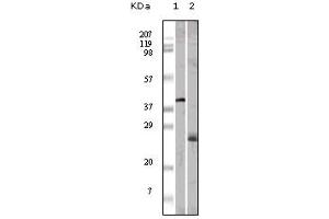 Western blot analysis using ApoM mouse mAb against GST-ApoM recombinant protein (1) and human serum (2). (Apolipoprotein M anticorps)