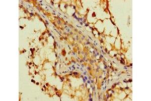 Immunohistochemistry of paraffin-embedded human testis tissue using ABIN7149562 at dilution of 1:100 (DAPL1 anticorps  (AA 1-107))