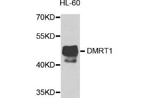 Western blot analysis of extracts of HL-60 cells, using DMRT1 antibody (ABIN5974586) at 1/1000 dilution. (DMRT1 anticorps)