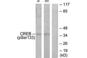 Western blot analysis of extracts from Jurkat and 293 cells treated with UV, using CREB (Phospho-Ser133) Antibody. (CREB1 anticorps  (pSer133))