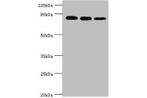 Western blot All lanes: X-ray repair cross-complementing protein 5 antibody at 2 μg/mL Lane 1: A549 whole cell lysate Lane 2: MCF-7 whole cell lysate Lane 3: 293T whole cell lysate Secondary Goat polyclonal to rabbit IgG at 1/10000 dilution Predicted band size: 83 kDa Observed band size: 83 kDa