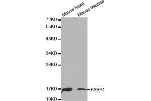 Western blot analysis of extracts of various cell lines, using FABP4 antibody (ABIN5970061) at 1/1000 dilution. (FABP4 anticorps)