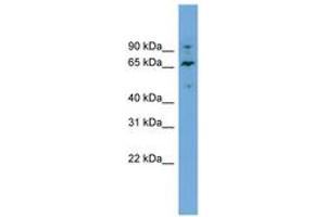 Image no. 1 for anti-5'-Nucleotidase Domain Containing 2 (NT5DC2) (AA 107-156) antibody (ABIN6744823) (NT5DC2 anticorps  (AA 107-156))