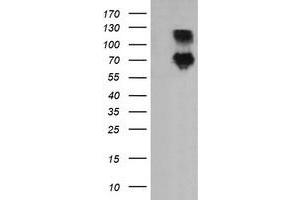 Image no. 3 for anti-Differentially Expressed in FDCP 6 Homolog (DEF6) antibody (ABIN1497809) (DEF6 anticorps)