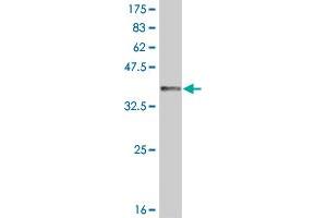 Western Blot detection against Immunogen (36.