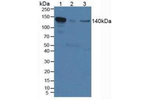 Figure. (IL12RB2 anticorps  (AA 285-441))
