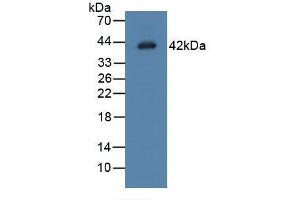 Figure. (LGMN anticorps  (AA 18-433))