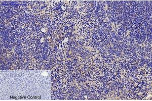 Immunohistochemical analysis of paraffin-embedded mouse liver tissue. (CD68 anticorps)