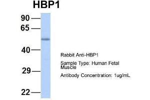 Host:  Rabbit  Target Name:  HBP1  Sample Type:  Human Fetal Muscle  Antibody Dilution:  1. (HBP1 anticorps  (Middle Region))