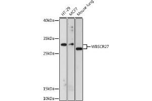 Western blot analysis of extracts of various cell lines, using WBSCR27 antibody (ABIN7271366) at 1:1000 dilution.