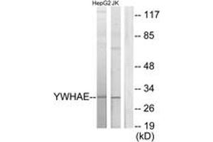Western blot analysis of extracts from HepG2/Jurkat cells, using 14-3-3 epsilon Antibody. (YWHAE anticorps  (AA 206-255))