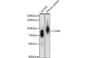 Western blot analysis of extracts of various cell lines, using CD44 antibody (ABIN6127602, ABIN6138193, ABIN6138195 and ABIN7101398) at 1:1000 dilution.
