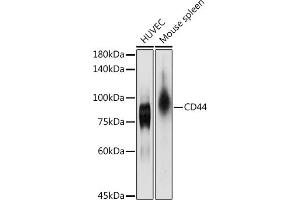Western blot analysis of extracts of various cell lines, using CD44 antibody (ABIN6127602, ABIN6138193, ABIN6138195 and ABIN7101398) at 1:1000 dilution. (CD44 anticorps  (AA 148-247))