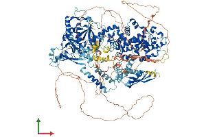 AlphaFold protein structure predicition of Mouse Recombinant Drosha Protein, UniprotID Q5HZJ0
