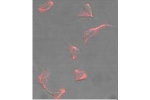 Immunofluorescence analysis of anti-Nestin Antibody (C-term) (ABIN6242479 and ABIN6577388) in HeLa cells.