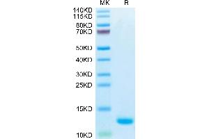 Biotinylated Human CCL5 on Tris-Bis PAGE under reduced condition.