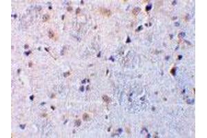 Immunohistochemical staining of rat brain tissue using C1QTNF7 polyclonal antibody  at 10 ug/mL . (CTRP7 anticorps  (N-Term))