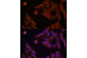 Immunofluorescence analysis of C6 cells using GANAB antibody  at dilution of 1:100.