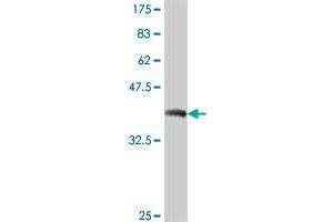 Western Blot detection against Immunogen (38.