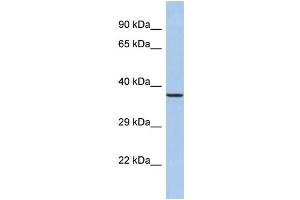Western Blotting (WB) image for anti-Synaptotagmin IX (SYT9) (N-Term) antibody (ABIN2785341) (SYT9 anticorps  (N-Term))