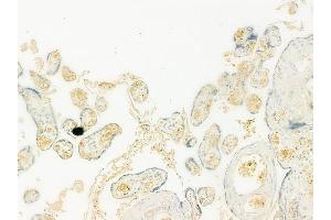 ABIN6264780 and ABIN6273155 at 1/100 staining human normal placenta tissue by IHC-P.