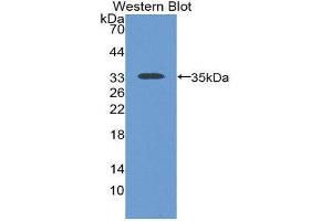Western Blotting (WB) image for anti-Sodium Hydrogen Exchange Regulatory Cofactor 2 (AA 56-337) antibody (ABIN2119543) (Sodium Hydrogen Exchange Regulatory Cofactor 2 (AA 56-337) anticorps)