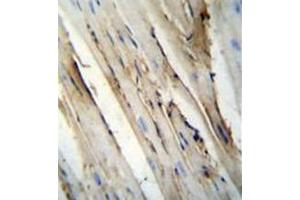 Immunohistochemistry analysis in formalin fixed and paraffin embedded mouse heart tissue reacted with FUT4 Antibody (C-term) followed by peroxidase conjugation of the secondary antibody and DAB staining. (CD15 anticorps  (C-Term))