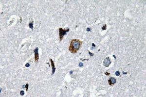 Immunohistochemistry (IHC) analyzes of ACE1 antibody in paraffin-embedded human brain tissue. (Angiotensin I Converting Enzyme 1 anticorps)