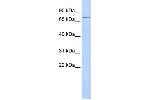 anti-Transmembrane Protein 57 (TMEM57) antibody