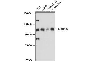 Western blot analysis of extracts of various cell lines, using M antibody (ABIN7268390) at 1:1000 dilution.