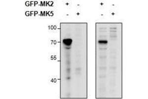 Western Blotting (WB) image for anti-Mitogen-Activated Protein Kinase-Activated Protein Kinase 2 (MAPKAPK2) antibody (ABIN5903087) (MAPKAP Kinase 2 anticorps)
