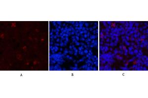 Immunofluorescence analysis of mouse spleen tissue. (HAO1 anticorps)