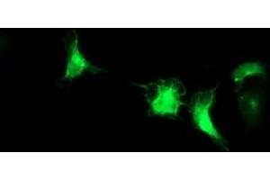 Anti-IRF6 mouse monoclonal antibody (ABIN2454769) immunofluorescent staining of COS7 cells transiently transfected by pCMV6-ENTRY IRF6 (RC201579). (IRF6 anticorps)