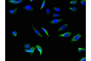Immunofluorescence staining of A549 cells with ABIN7170140 at 1:66, counter-stained with DAPI. (SLC22A17 anticorps  (AA 1-99))
