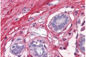 anti-Decorin (DCN) (AA 1-360) antibody