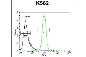 KBTBD5 Antibody (Center) (ABIN654387 and ABIN2844133) flow cytometric analysis of K562 cells (right histogram) compared to a negative control cell (left histogram). (KBTBD5 anticorps  (AA 349-377))