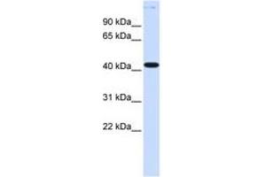 Image no. 1 for anti-Y Box Binding Protein 2 (YBX2) (AA 36-85) antibody (ABIN6740383) (YBX2 anticorps  (AA 36-85))