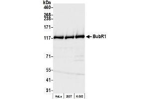 Western Blotting (WB) image for anti-Budding Uninhibited By Benzimidazoles 1 Homolog beta (Yeast) (BUB1B) (AA 350-400) antibody (ABIN7452565)